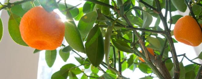Искате ли да си отглеждате мандариново растение